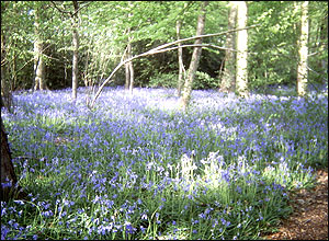 Walking in New Forest