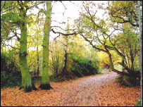 Walking in New Forest
